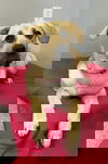 Annie
