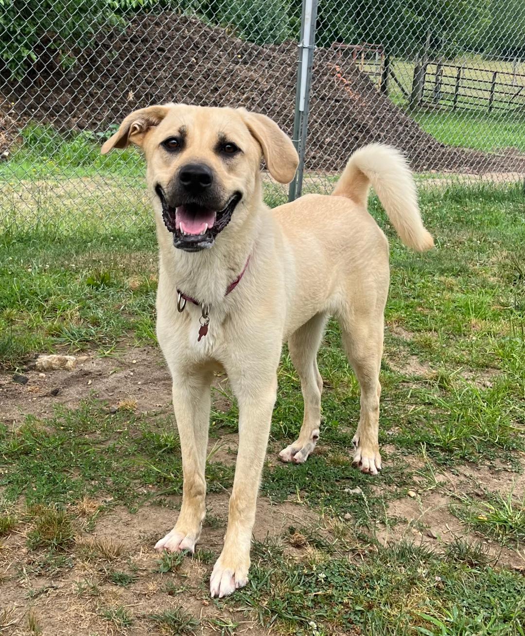 adoptable Dog in Spring Lake, NJ named Annie