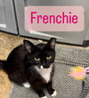 Frenchie