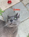 Zukko - Photo 14