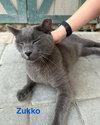 Zukko - Photo 15