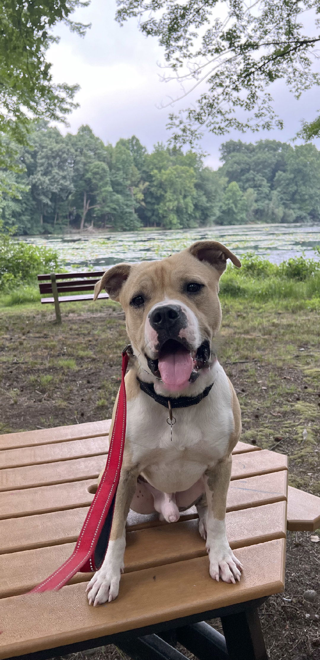 adoptable Dog in Spring Lake, NJ named Smiley