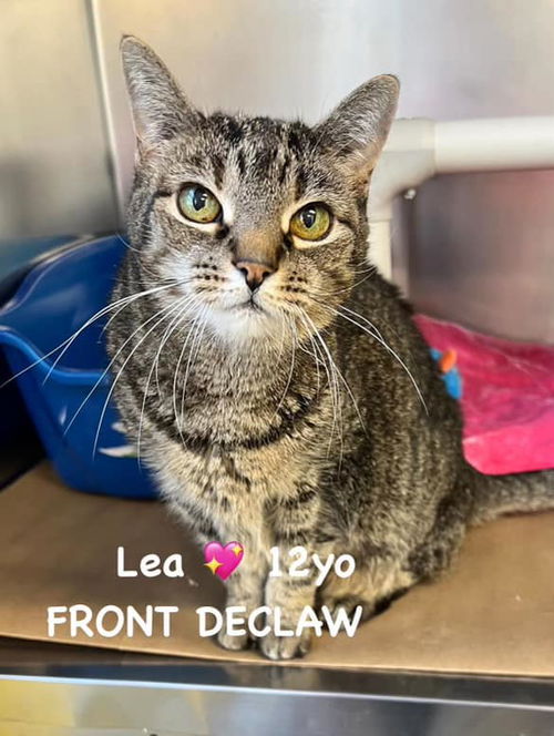 Lea
