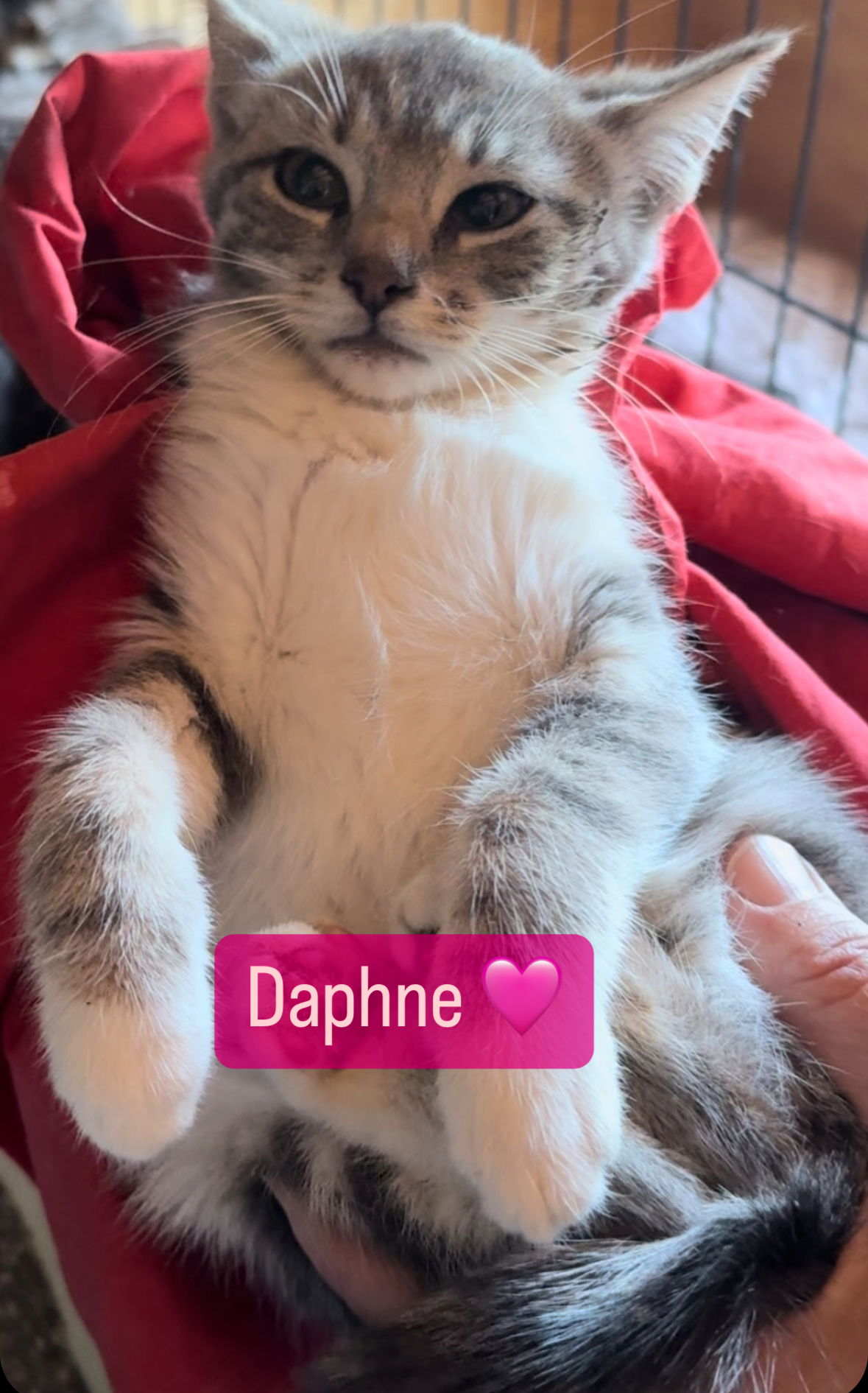 Daphne's Web Page