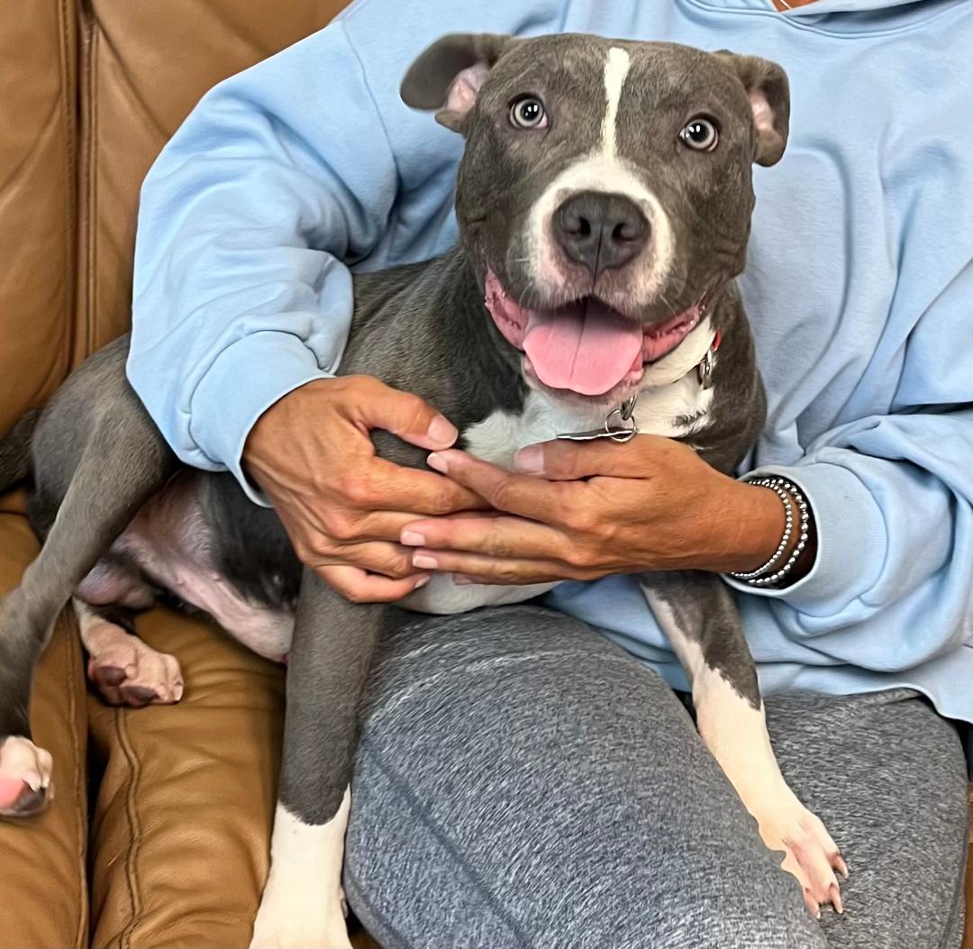 adoptable Dog in Spring Lake, NJ named Rocky