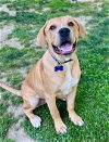 adoptable Dog in , NJ named Gunner