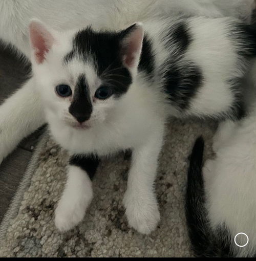 Domino