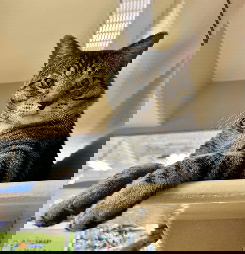 Scrat