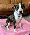adoptable Dog in , NJ named Gracie