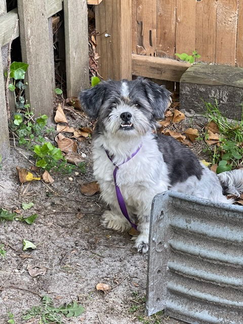 adoptable Dog in Howell, NJ named Zara