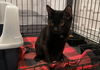 adoptable Cat in Asbury Park, NJ named Onyx- (white toe bean)