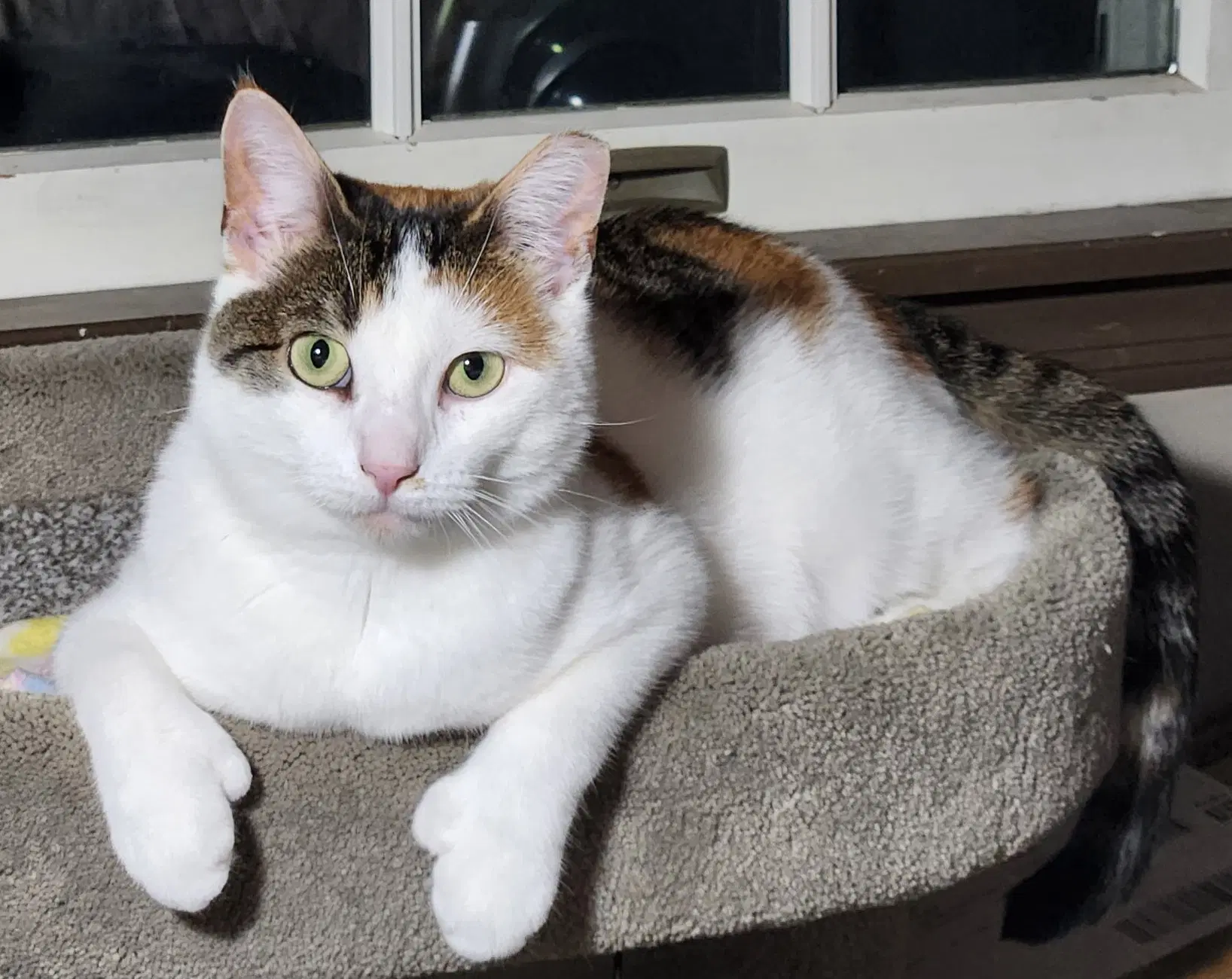 Hera - Domestic Short Hair