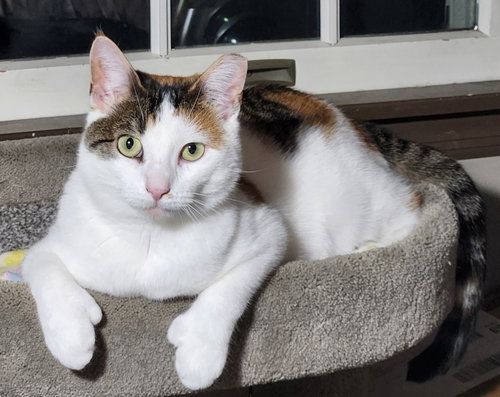 Hera, a cat for adoption from Rescue Ridge