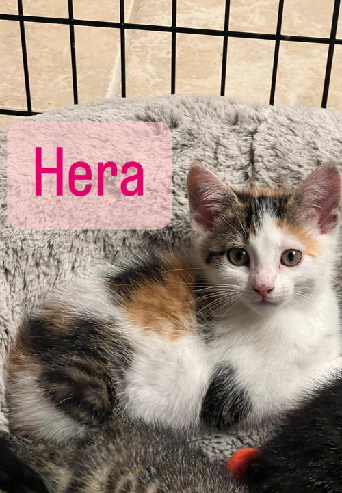 Photo 6 of Hera