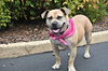 adoptable Dog in Spring Lake, NJ named Peggy Sue aka PIggy