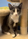 adoptable Cat in Asbury Park, NJ named Diana