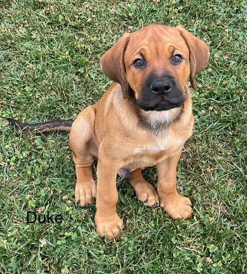 Duke