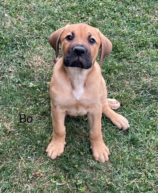 adoptable Dog in Spring Lake, NJ named Bo