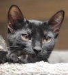 adoptable Cat in Jackson, NJ named Mambo