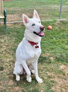 adoptable Dog in Spring Lake, NJ named Kris