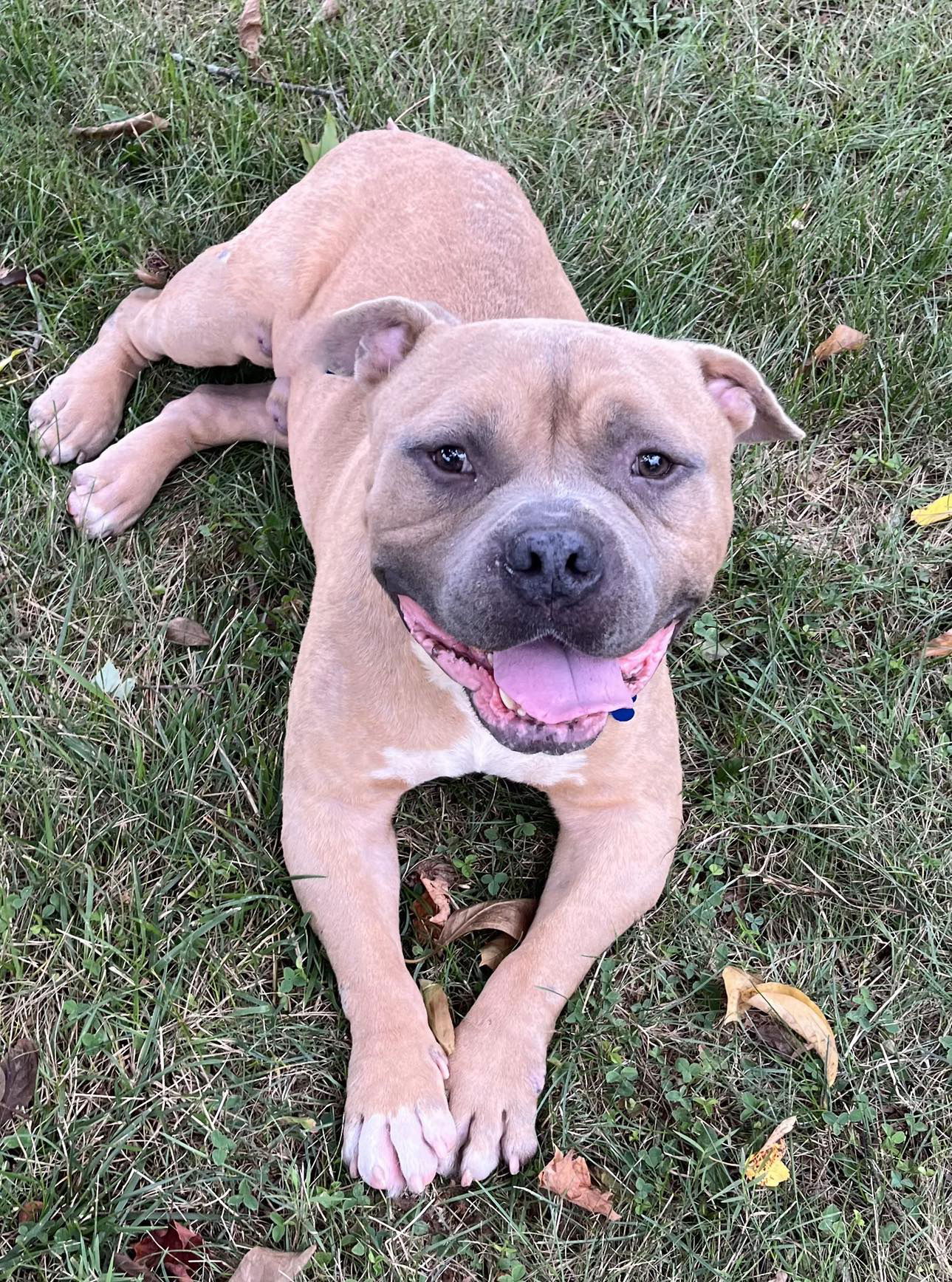 adoptable Dog in Spring Lake, NJ named Bodie