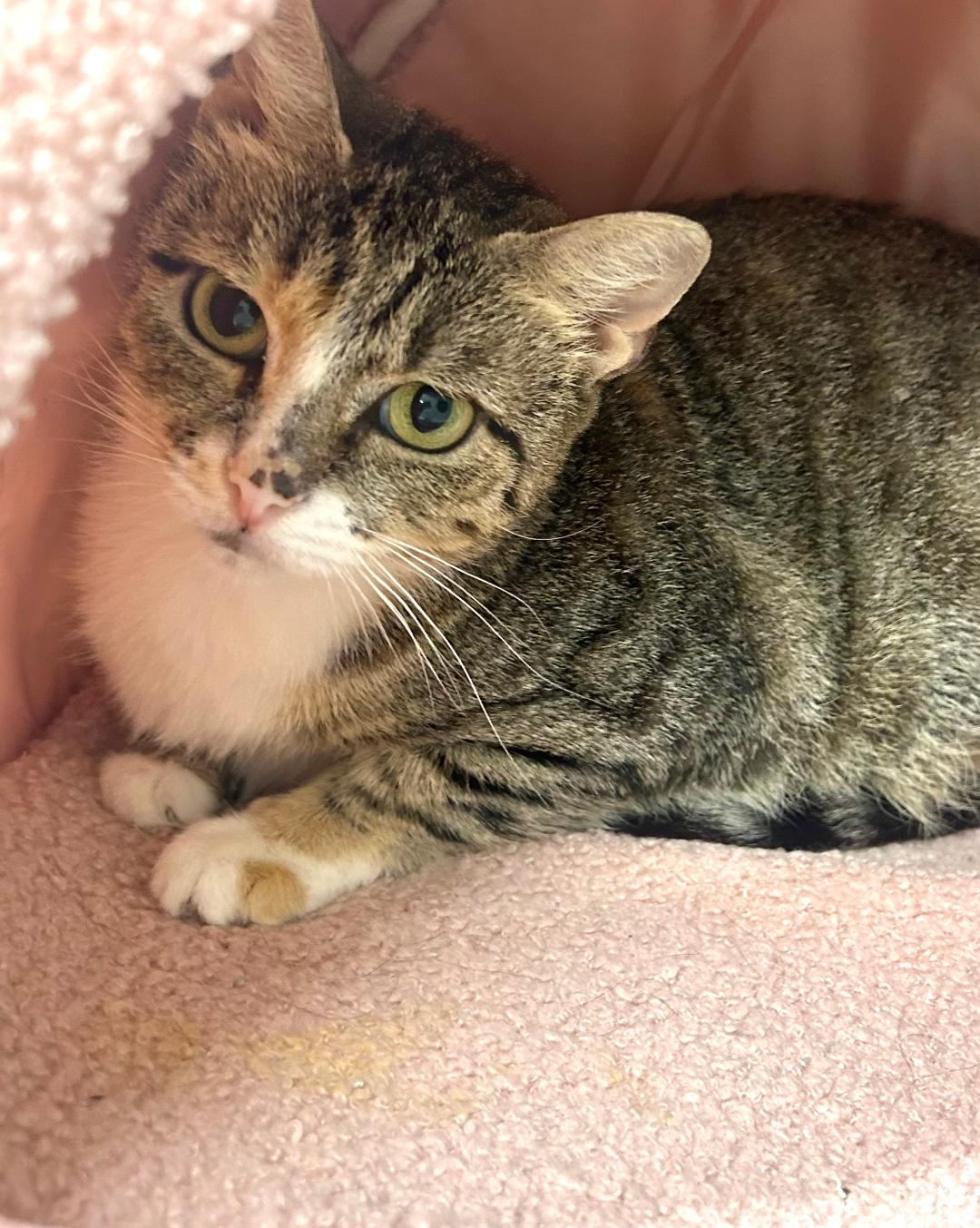 adoptable Cat in Asbury Park, NJ named Lindsay