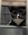Willow (aka Hercate)