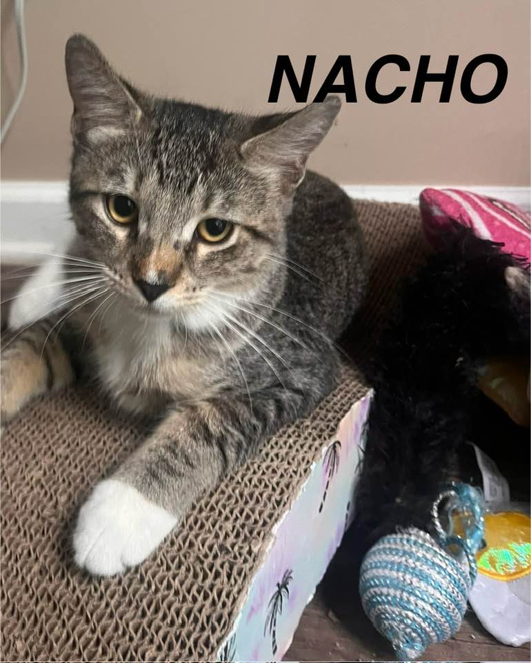 adoptable Cat in Asbury Park, NJ named Nacho