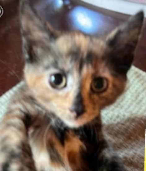Tigra
