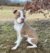 Bodhi