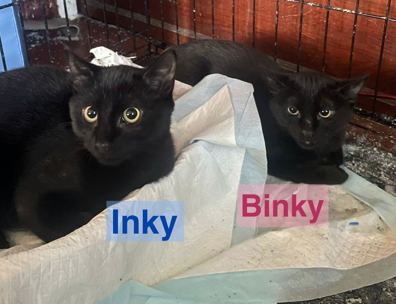 adoptable Cat in Englishtown, NJ named Binky