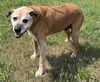 adoptable Dog in Spring Lake, NJ named Duke