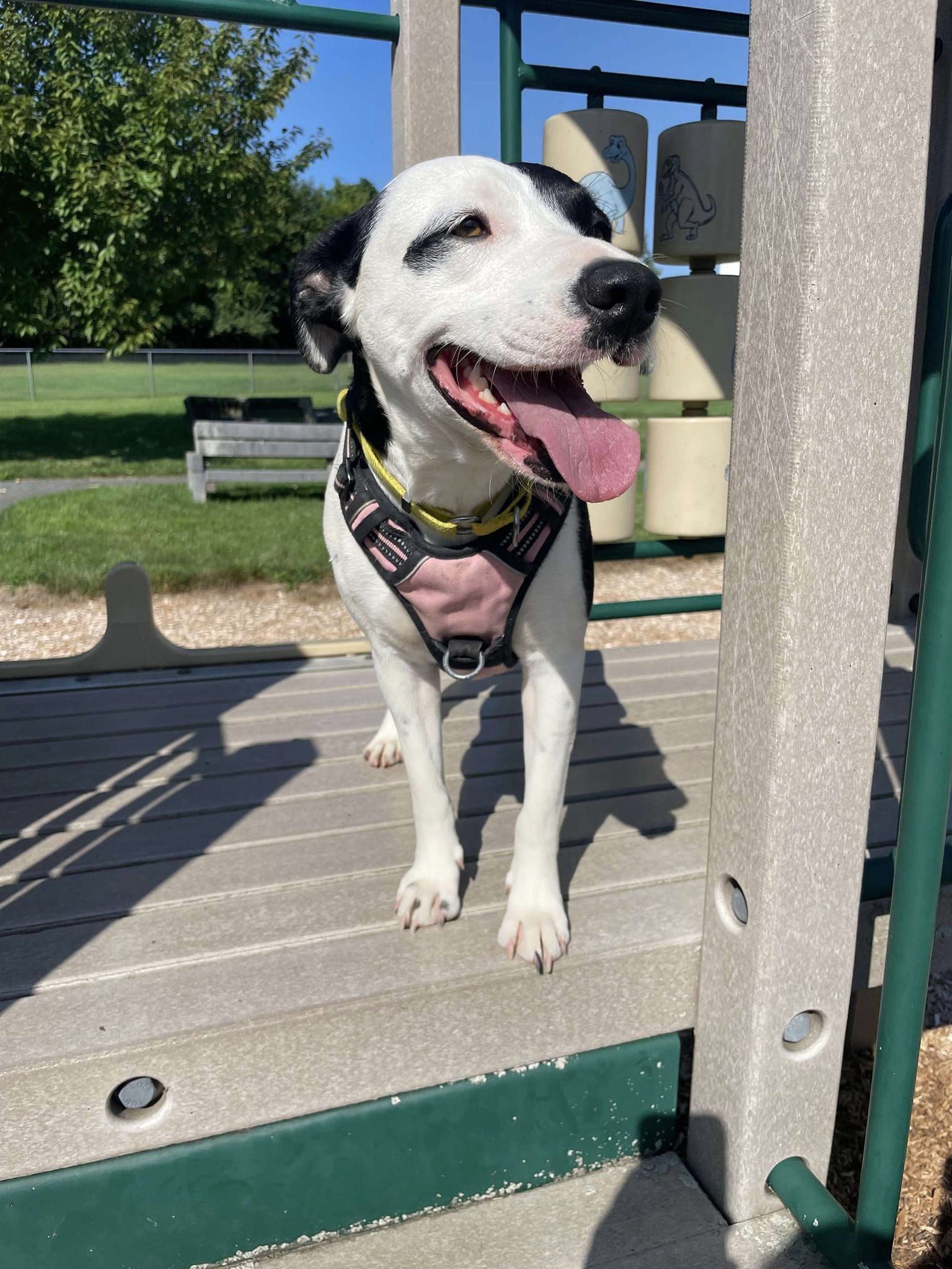 adoptable Dog in Spring Lake, NJ named Autumn