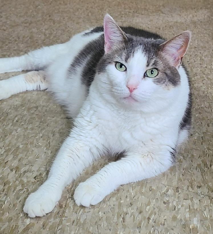 Gracie, photo 3