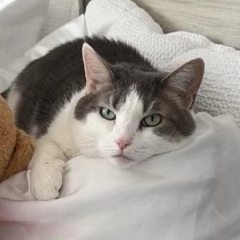 Gracie, photo 2