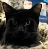 adoptable Cat in Asbury Park, NJ named Clancey