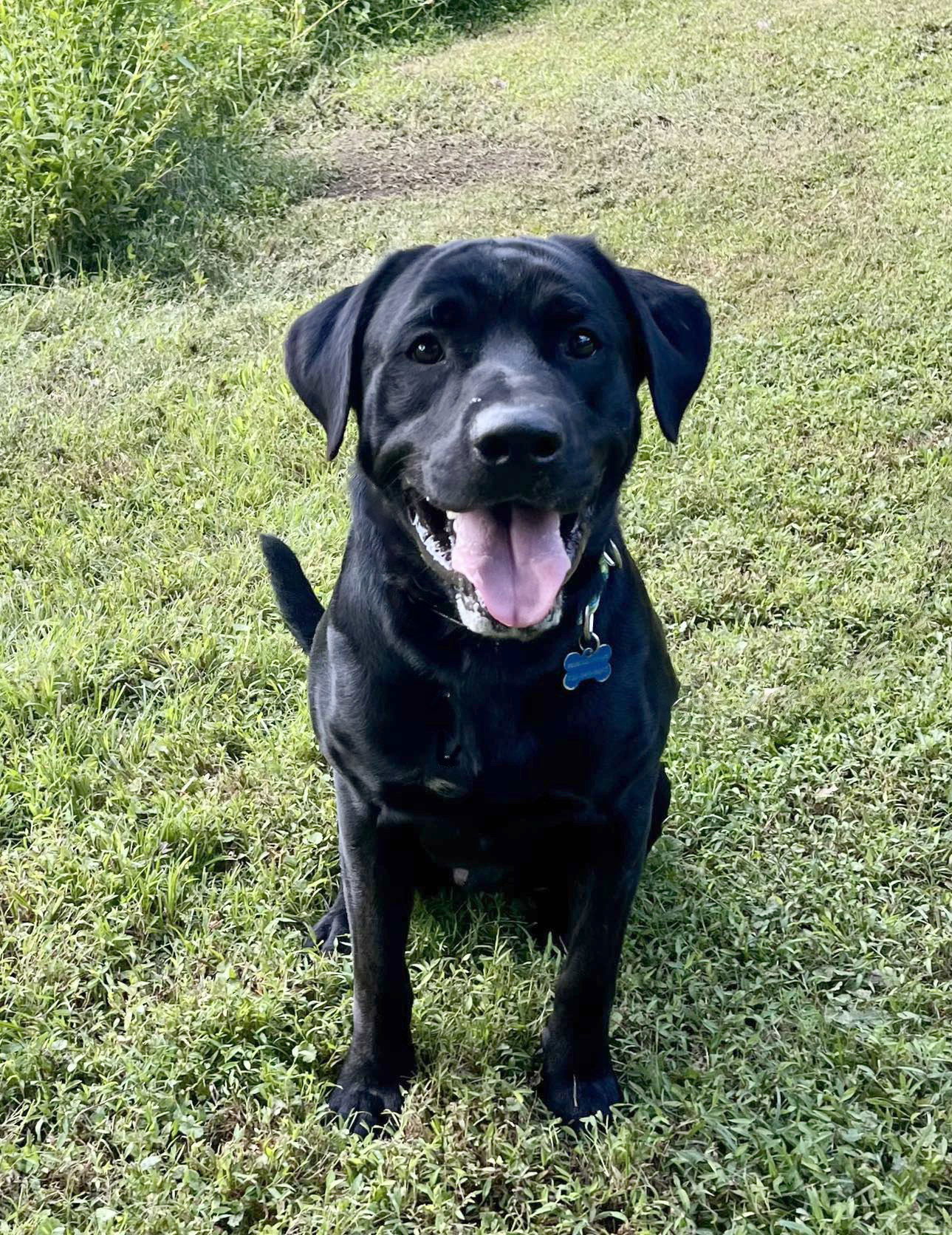 adoptable Dog in Spring Lake, NJ named Bo