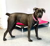 adoptable Dog in , NJ named Ellie