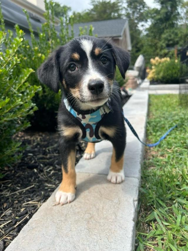 adoptable Dog in Spring Lake, NJ named Harry-- Puppy 1