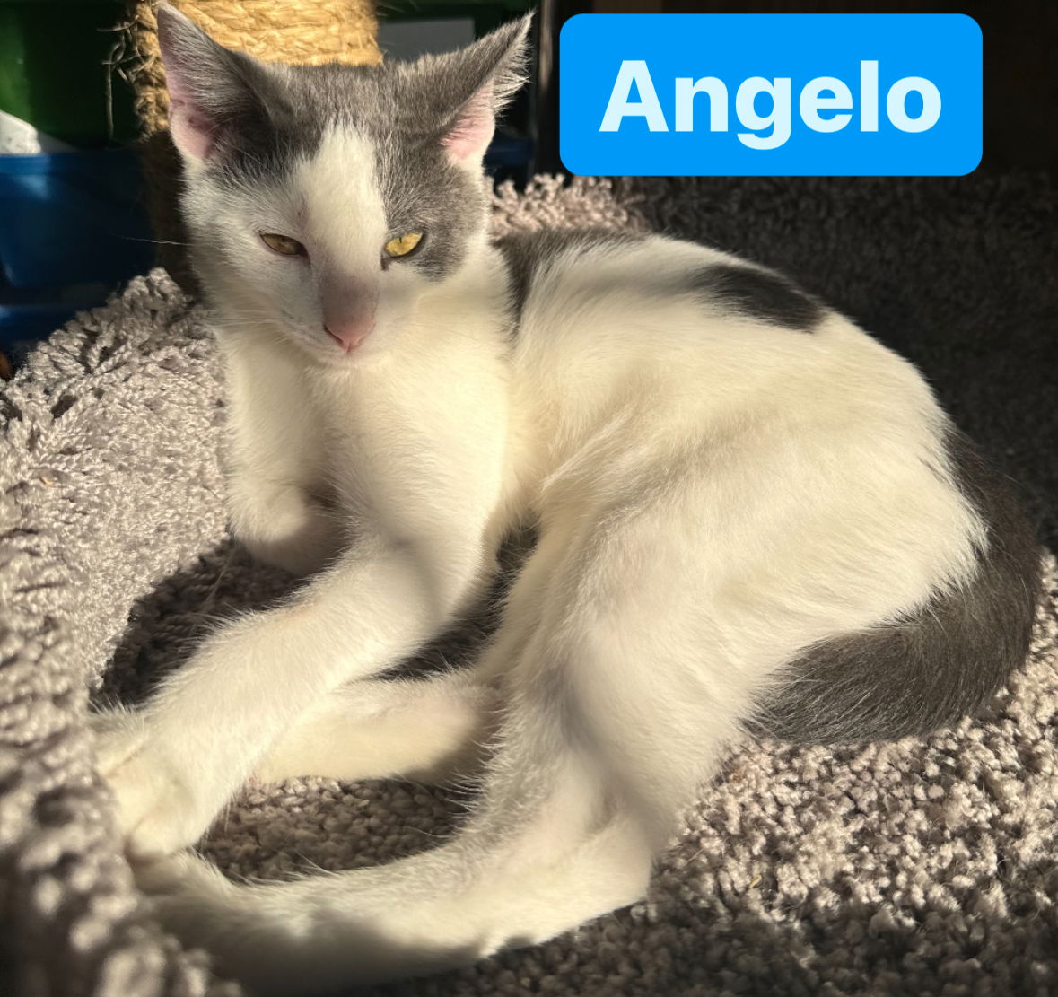 adoptable Cat in Asbury Park, NJ named Angelo