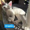 Angelo