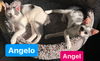 Angelo