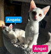 Angelo