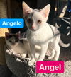 Angelo