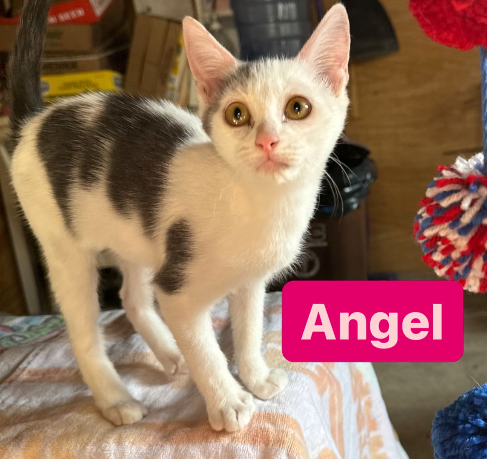 adoptable Cat in Asbury Park, NJ named Angel