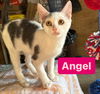 adoptable Cat in Asbury Park, NJ named Angel