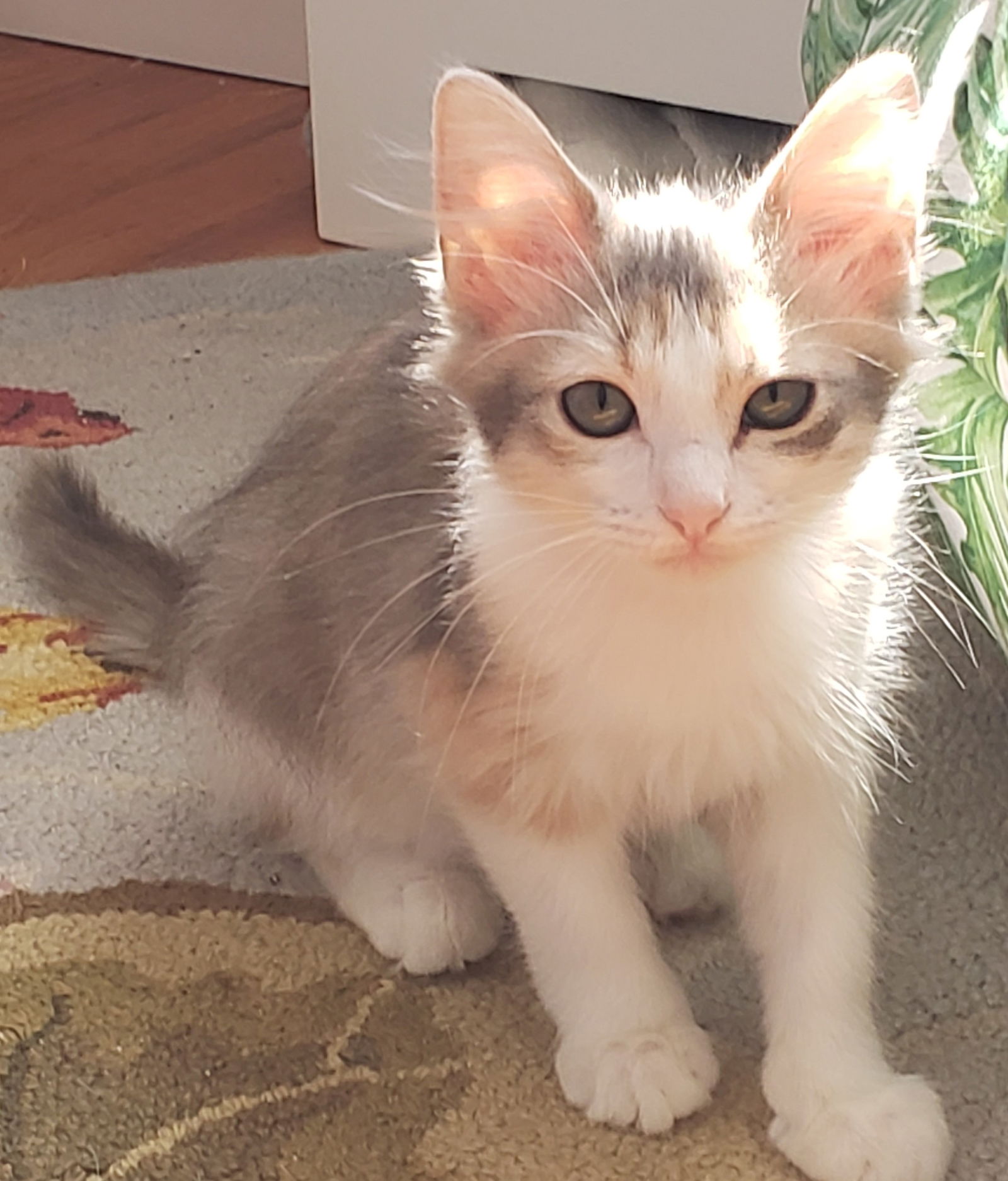 adoptable Cat in Asbury Park, NJ named Ducky