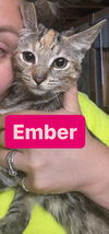 adoptable Cat in Asbury Park, NJ named Ember