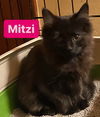 adoptable Cat in  named Mitzi