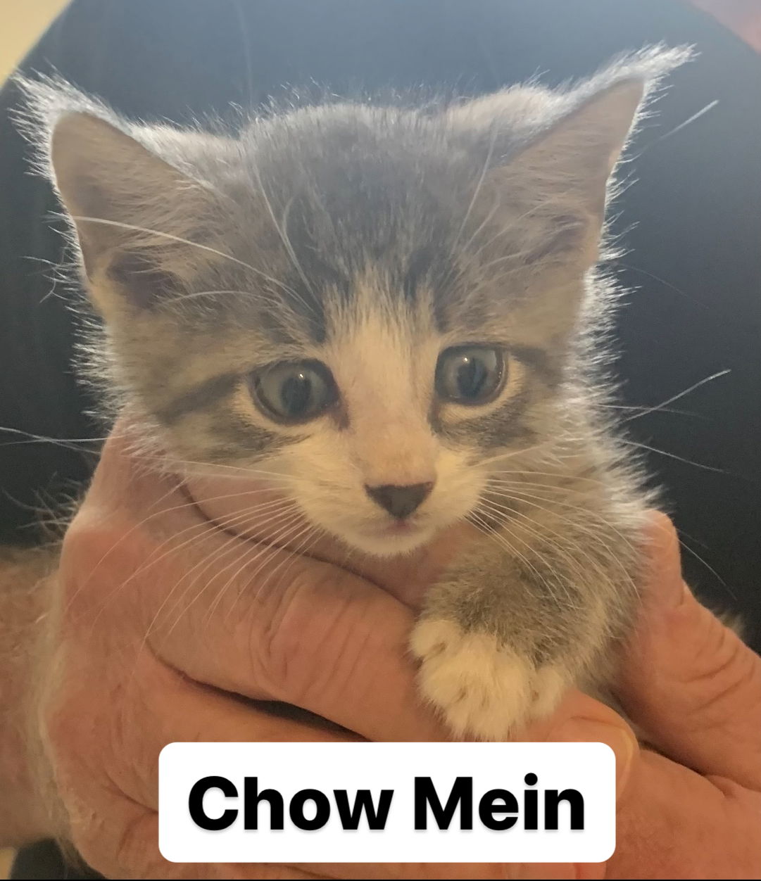 adoptable Cat in Asbury Park, NJ named Chow Mein